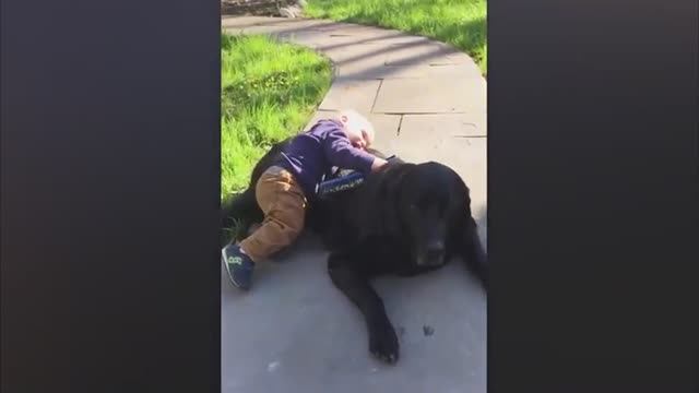 Смешные видео / Видео про дитей / Смешные три кота подборка