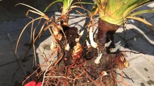 Многолетники. Юкка нитчатая. Проблемы после зимовки. Спасаем Юкку. Пересадка Юкки.