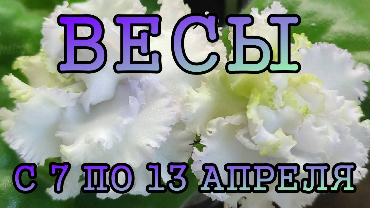 ВЕСЫ таро прогноз на неделю с 7 по 13 АПРЕЛЯ 2025 года.
