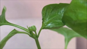 Рассада просится в сад!