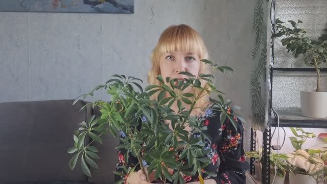 Шефлера: уход, обрезка, укоренение