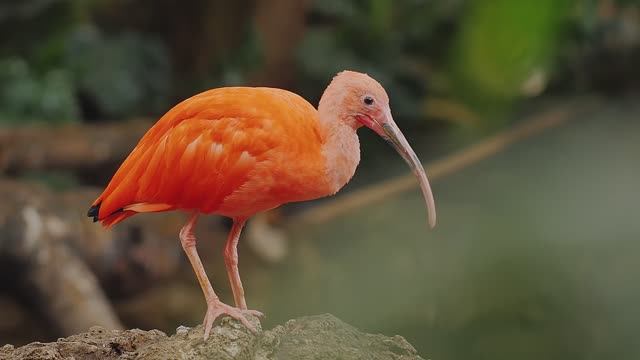 Птицы тропического леса 🦉🌴
