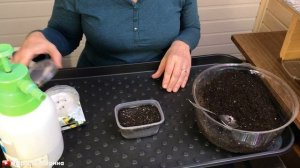 Пеларгония из семян, посев на рассаду в ноябре для раннего цветения.