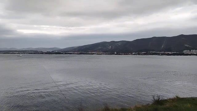 Цветение тюльпанов в Геленджике