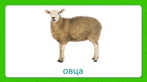 Домашние животные для малыша. Карточки Домана для развития ребёнка.