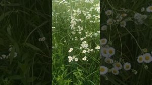 сорняк ромашка названия которого никто не знает😬😨🌱