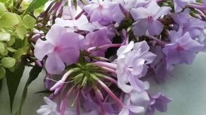 Флоксовый блюз