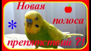 Новая полоса препятствий?!//Озорной волнистый попугай Тоша