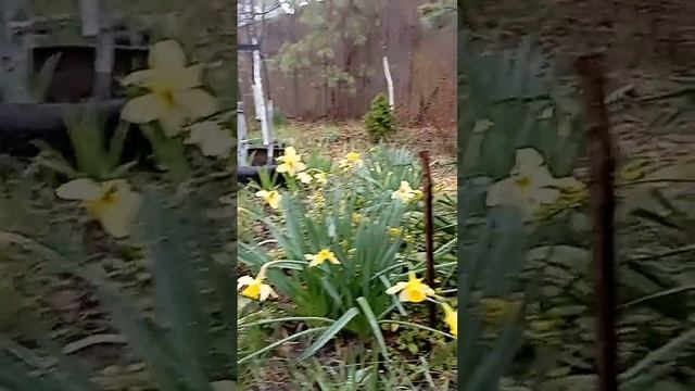 Дождь в саду Универсолиса,другая сторона жизни сада. Одесса. 3.04. Мир Универсологии