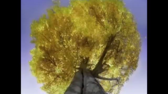 David Lowe's Dreamcatcher - Tree ( Blazing sun ) смотреть онлайн