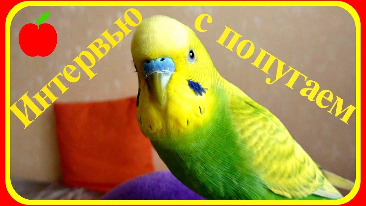 Интервью с попугаем//Смешной волнистый попугай//Говорящий попугай