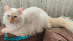 Кот Стёпа не хочет выпускать мячик из своих лап