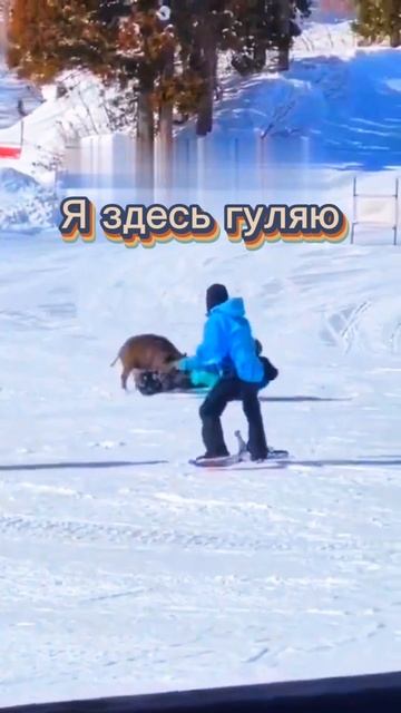 Мимо пробегал