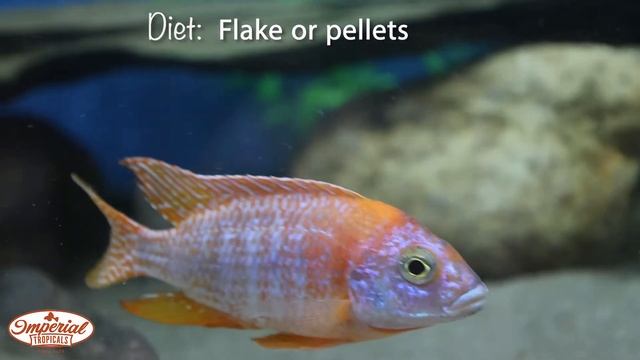 Ruby Red Peacock (Aulonocara sp. Maleri) ❤️🐟 #imperialtropicals смотреть онлайн