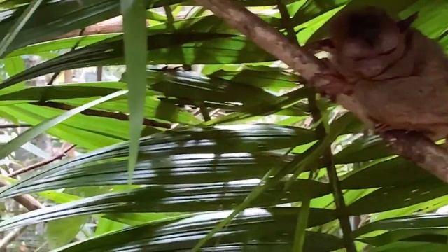 Заповедник тарсиеров. Bohol tarsier conservation area