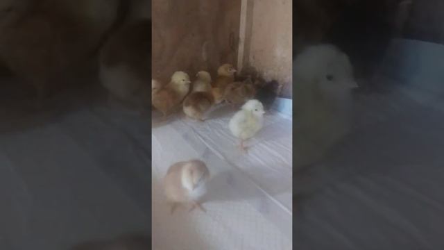 вылупление цыплят голошеек