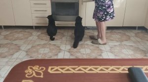 Полная катастрофа если мамы нет дома больше часа