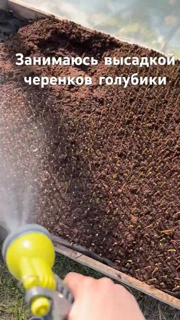 Работы много. Высаживаю черенки голубики. #черенкованиеголубики