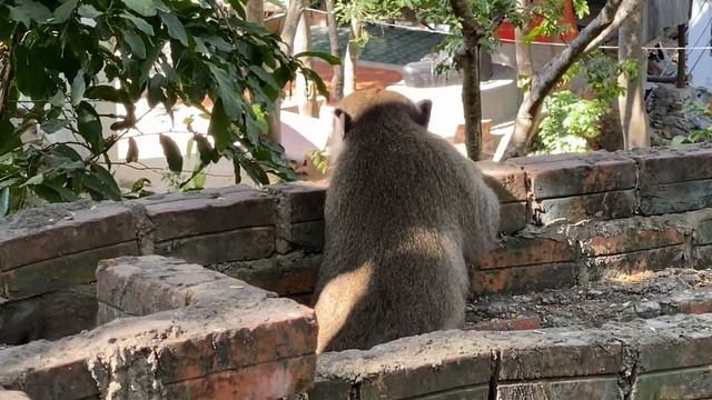 Capuchin Monkey & Find Food #part 03 смотреть онлайн
