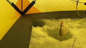 САМАЯ ЛУЧШАЯ СНАСТЬ НА ПЛОТВУ ЗИМОЙ