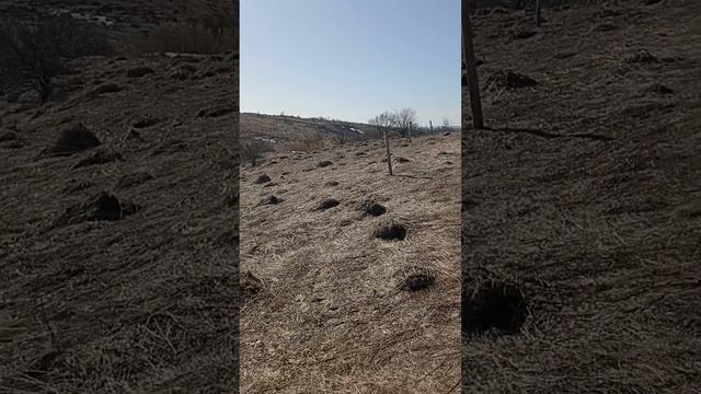 Весенние хлопоты: обход пастбища