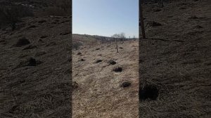 Весенние хлопоты: обход пастбища