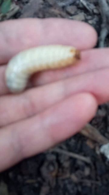 Личинка Золотистой Бронзовки. Как выглядит, копашилась в трухляке смотреть онлайн