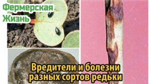 Вредители и болезни разных сортов редьки