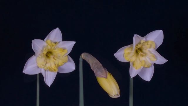 Nest Editing using Premiere Pro. смотреть онлайн