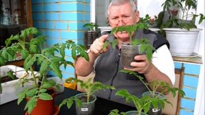 Рассаде помидоров из срезанных и укорененных верхушек полмесяца