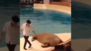 Танцующий морж » Видео для ватсапа скачать бесплатно