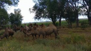 Как говорит верблюд