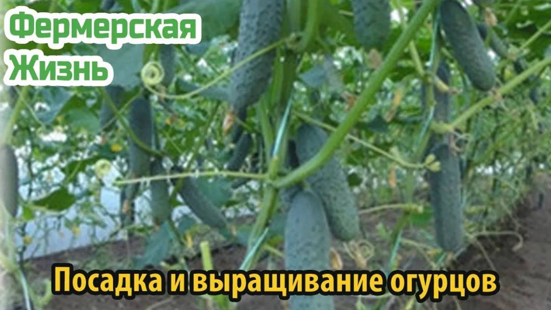 Посадка и выращивание огурцов