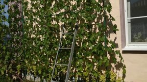 ВИНОГРАД. Высокая шпалера или свисающий прирост??? Что лучше???