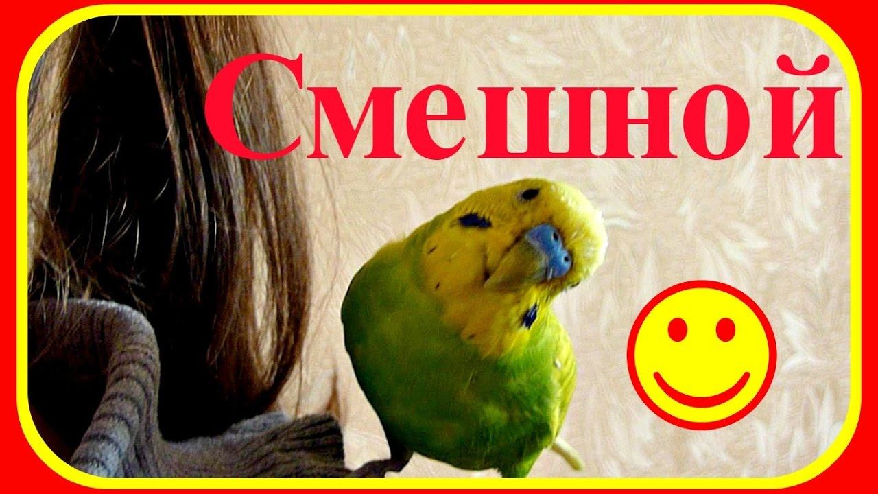 Смешной и веселый попугай//Попугай встречает Полину//Волнистый попугай