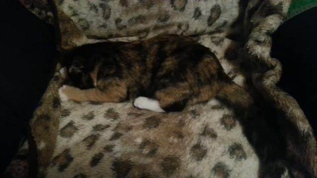 Тофифи смотреть онлайн