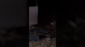 Голубятня на чердаке