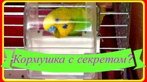 Кормушка с секретом//Интересная кормушка для попугая//Птицы