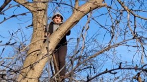 КАК ОБРЕЗАТЬ ДЕРЕВО / ОБРЕЗАЮ ДЕРЕВО РУЧНОЙ ПИЛОЙ / ОБРЕЗКА ГРЕЦКОГО ОРЕХА / ОБРЕЗКА ДЕРЕВЬЕВ