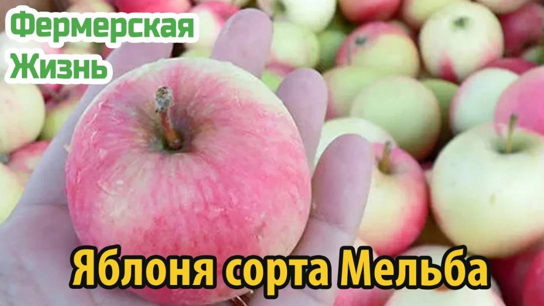 Яблоня сорта Мельба