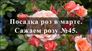 Посадка роз в марте. Сажаем розу №45.