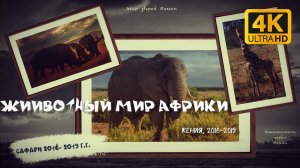 Животный мир Африки, Кения, 2016-2019.