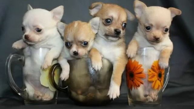 Вери Мини Догс Джекистар смотреть онлайн