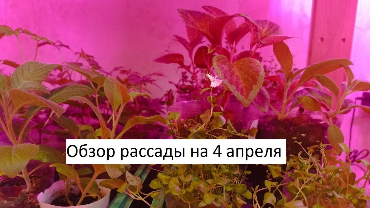 Обзор рассады на 4 апреля