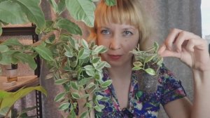 Пересадка дисхидии на фитильный полив