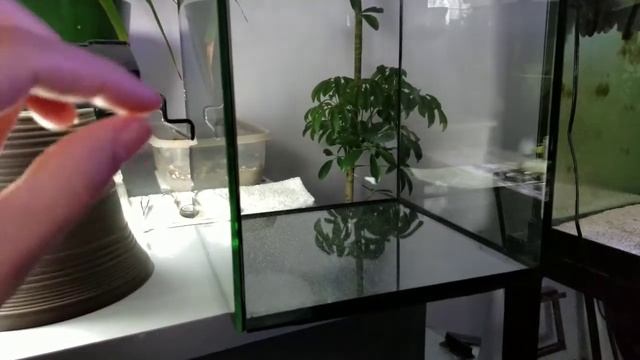 Crematogaster Colony! More help has arrived! Ep - 2 смотреть онлайн