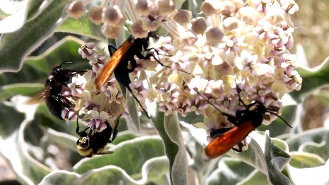 Woollypod Milkweed Buzzing смотреть онлайн