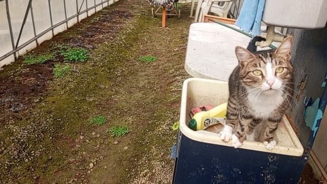 Проверила перед зарядкой огород.Покажу,что приготовила.