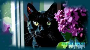 Про кошек, что живут под окошком___КРАСИВЫЕ ПЕСНИ ОБО ВСЁМ