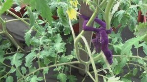 Как я подвязываю свои томаты в теплице -  "ВОСЬМЕРКОЙ" - крепко, но бережно.